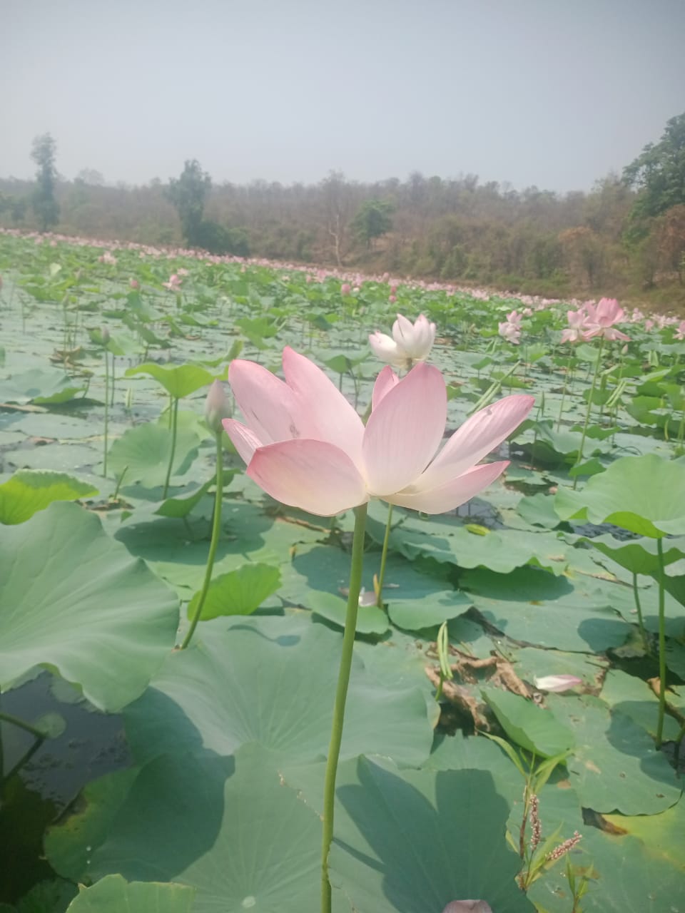 talav1 – Grampanchayat Masale